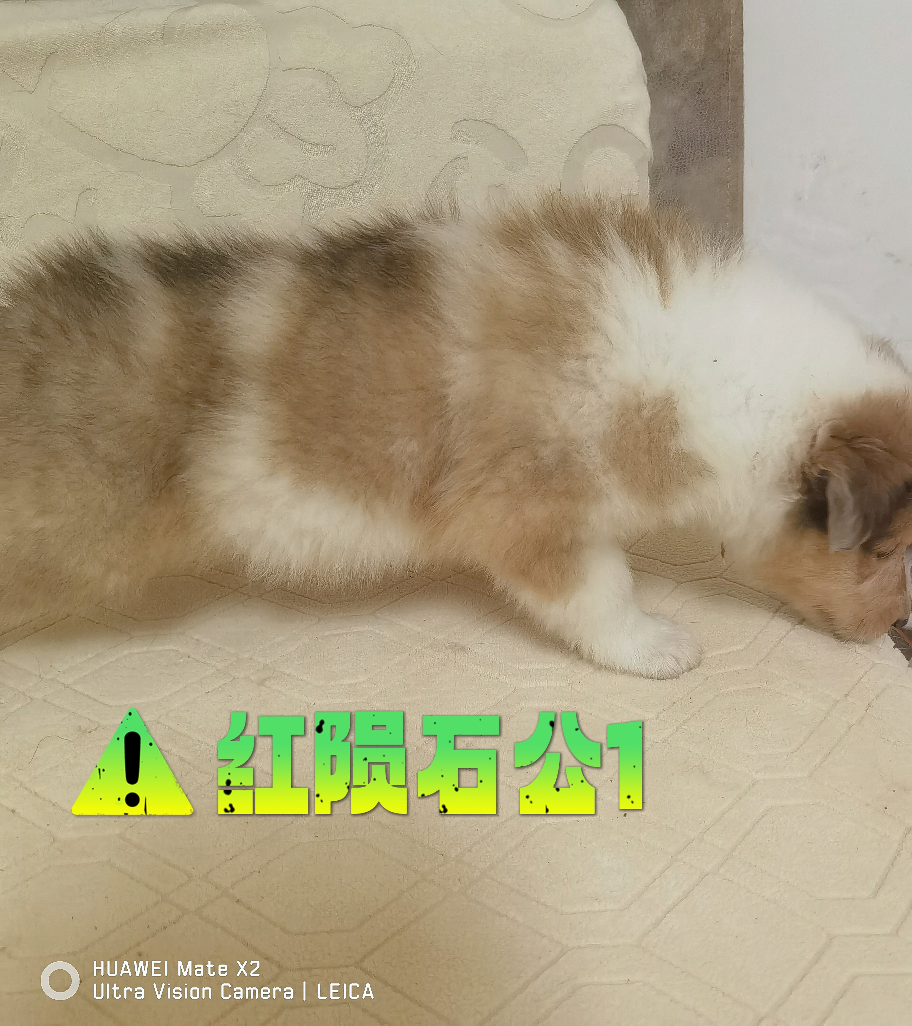 纯种美系双血统苏格兰牧羊犬